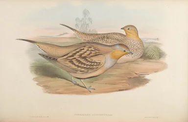 Pterocles guttatus